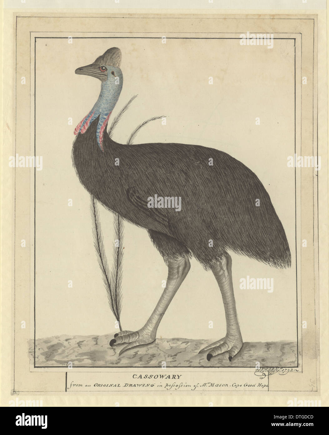 Casuarius casuarius, casuario meridionale Foto Stock