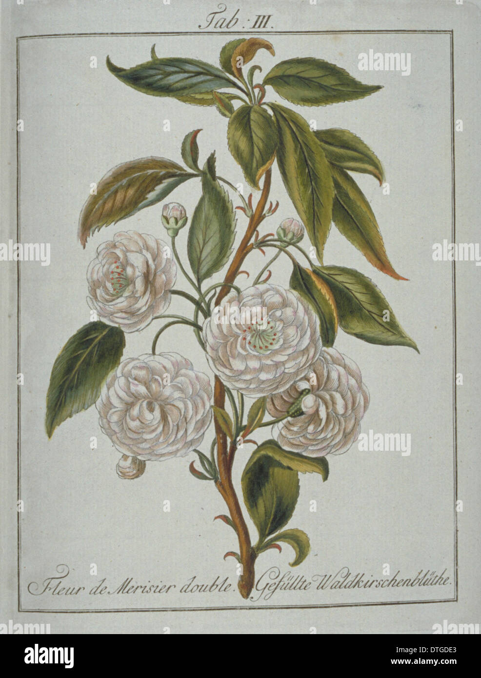 Prunus avium, doppio di ciliegio selvatico fiore Foto Stock