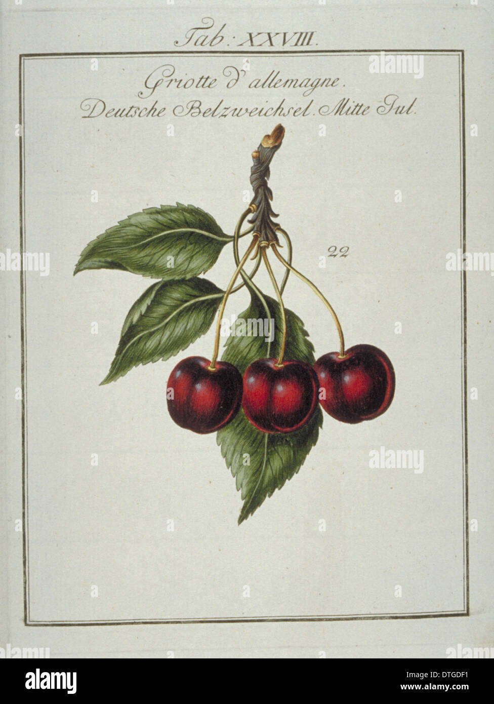 Prunus cerasus, Tedesco marasca Foto Stock