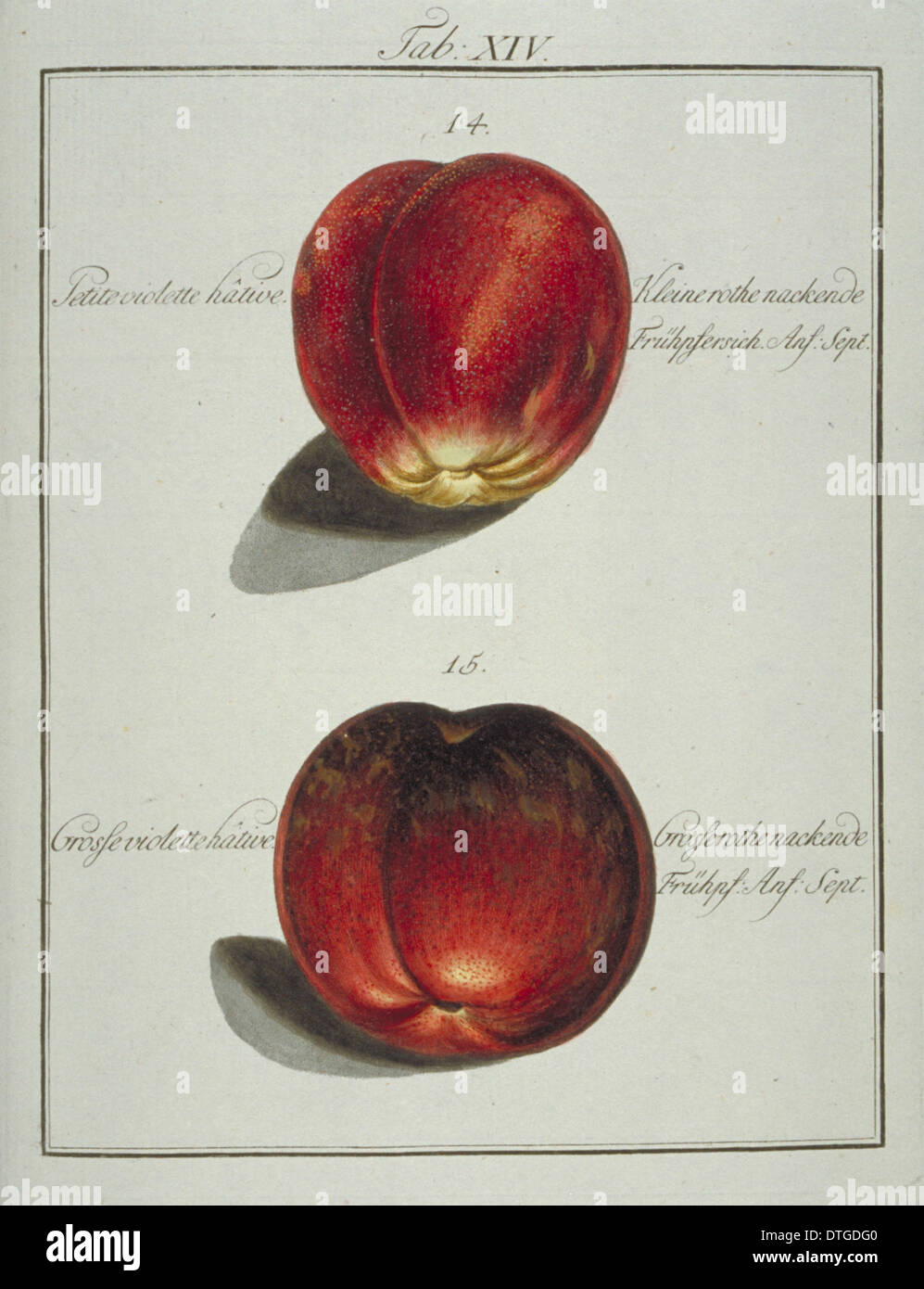 Prunus sp., (14) piccoli inizio violetta di pesche (15) grande inizio violet peach Foto Stock