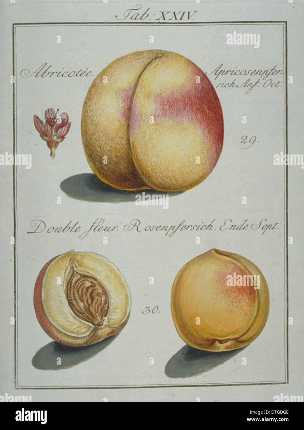 Prunus sp., (29) Albicocche Pesche (30) doppia flower peach Foto Stock