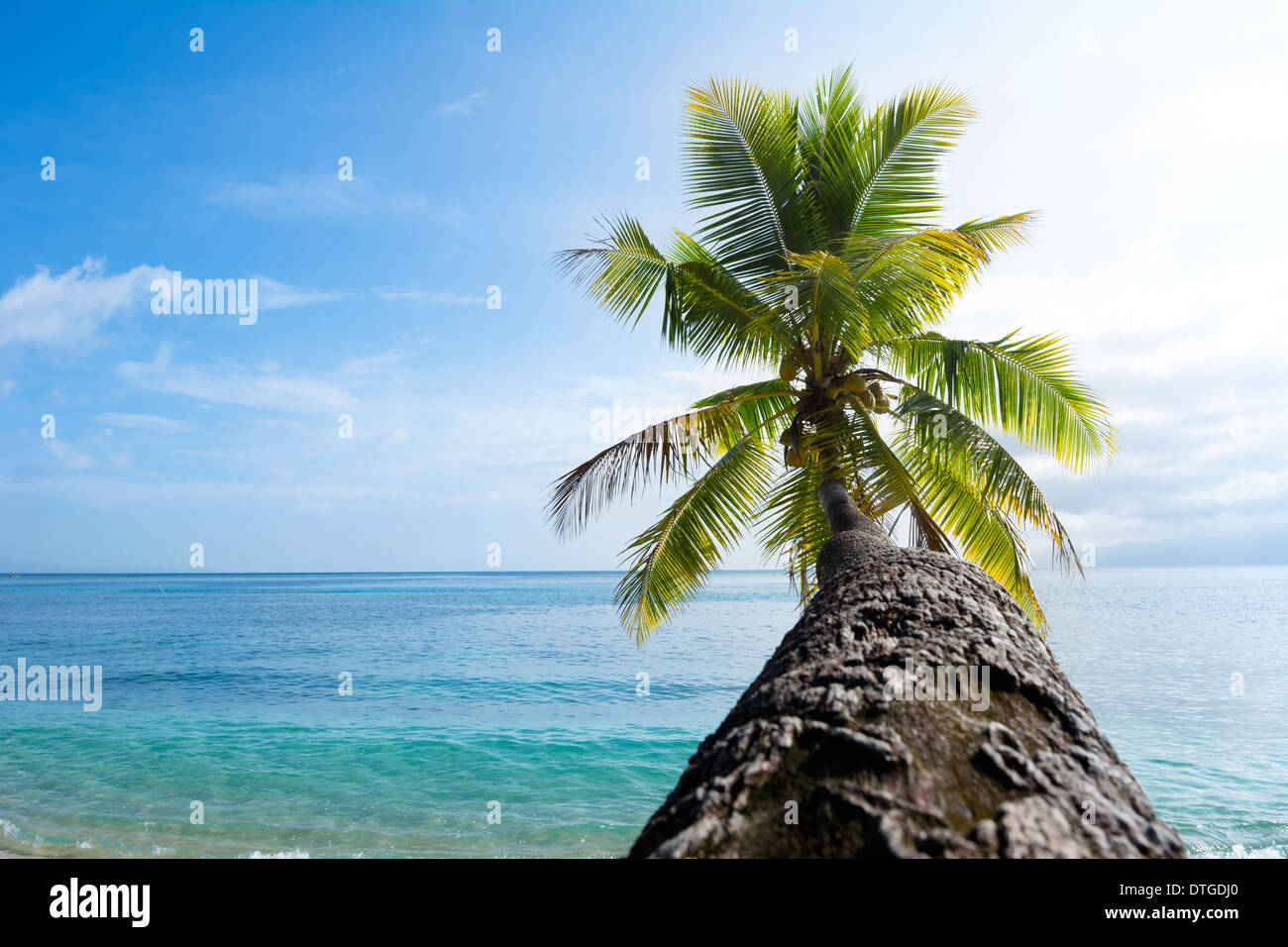 La ricerca del tronco di un albero di palma verso le sue foglie e un bellissimo oceano tropicale e luminoso cielo blu. Foto Stock