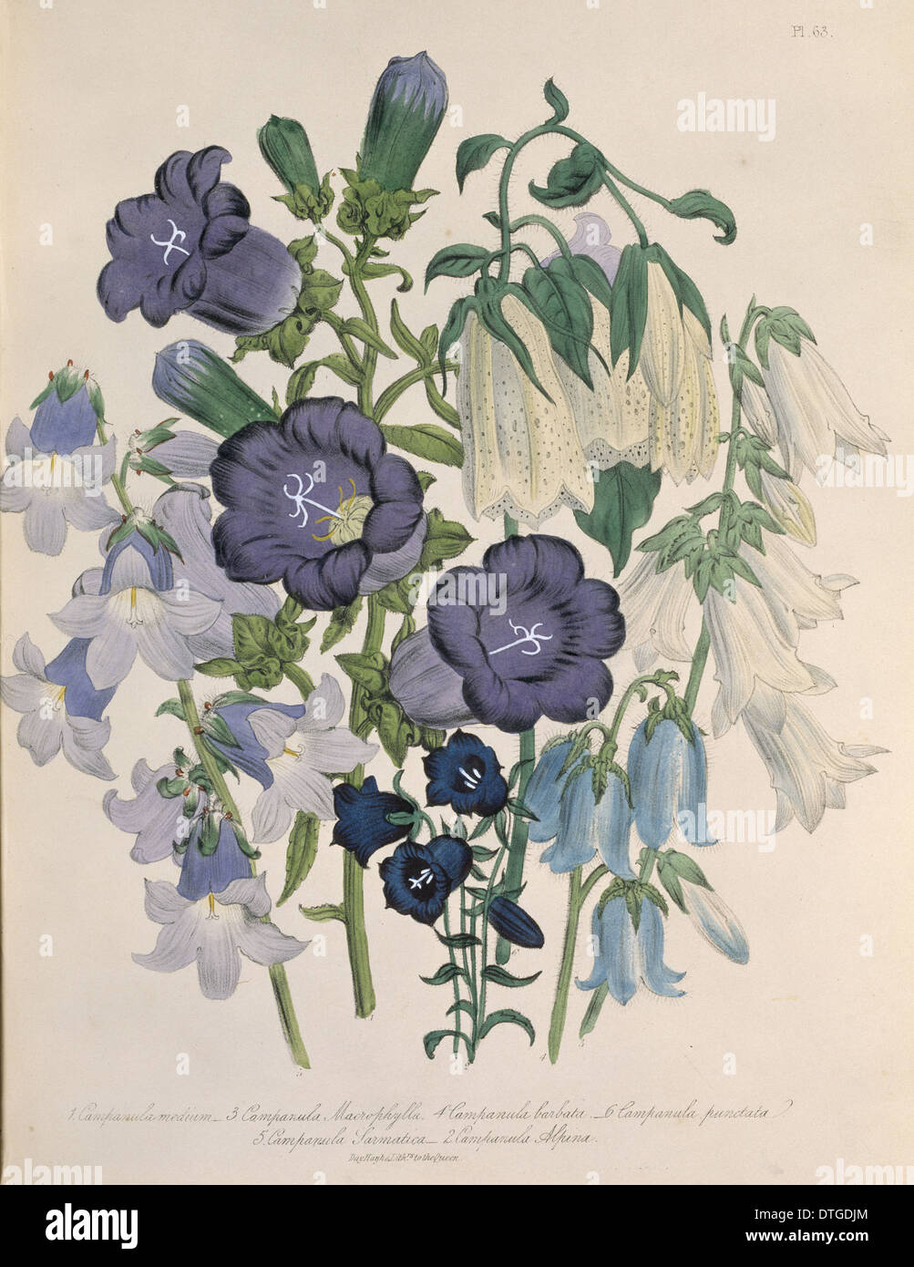 Campanula di medie, Canterbury bells Foto Stock