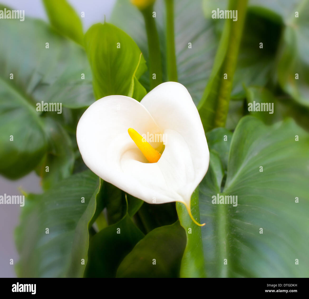 Close up white Calla lilies con foglie Foto Stock