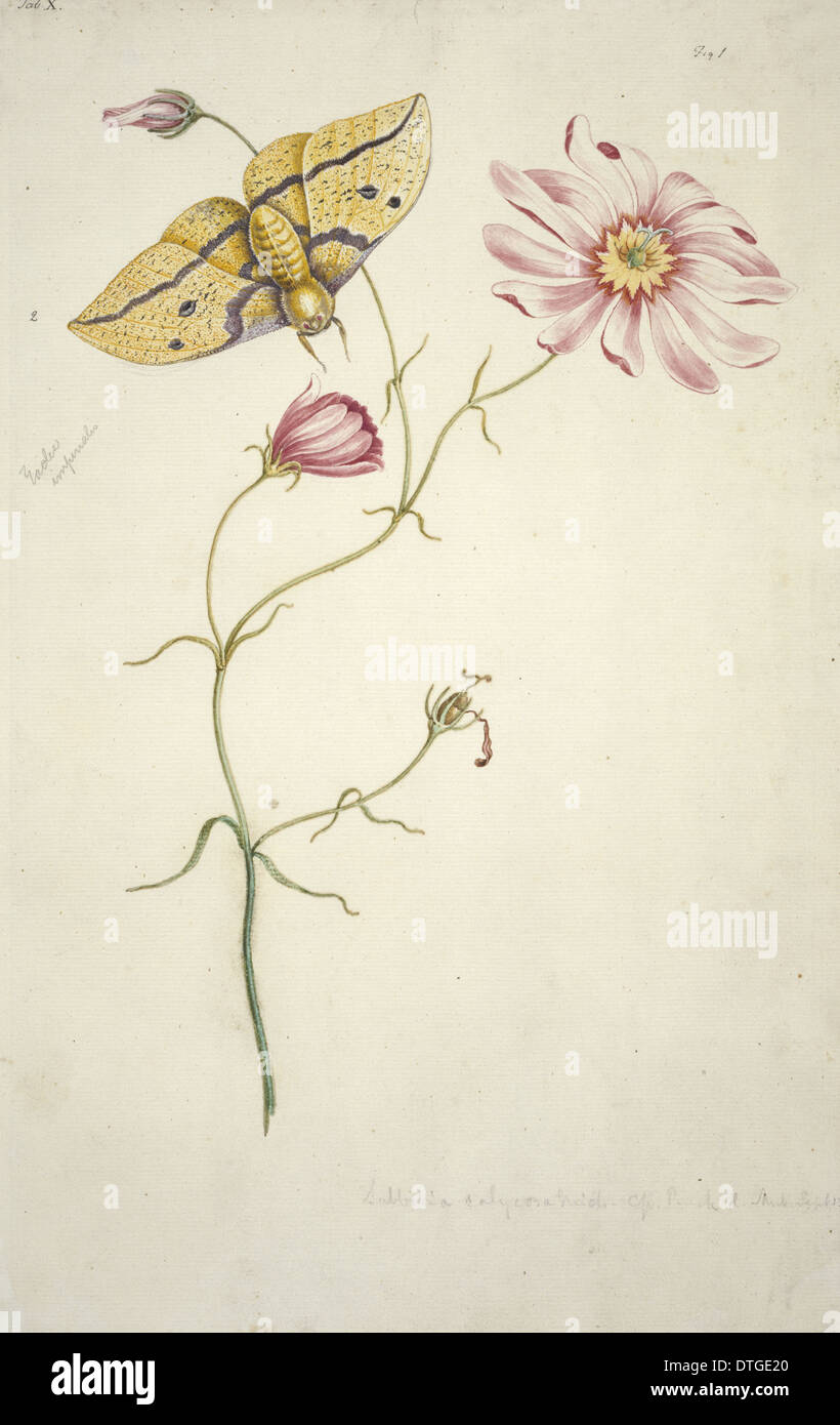 Sabatia bartramii, Savannah pink & Eacles imperialis, imperial moth Foto Stock