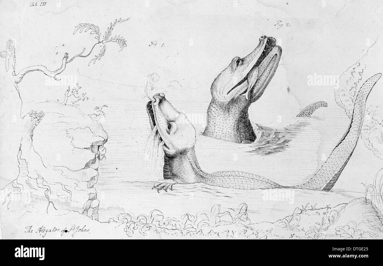 Alligator mississippiensis, coccodrillo americano Foto Stock