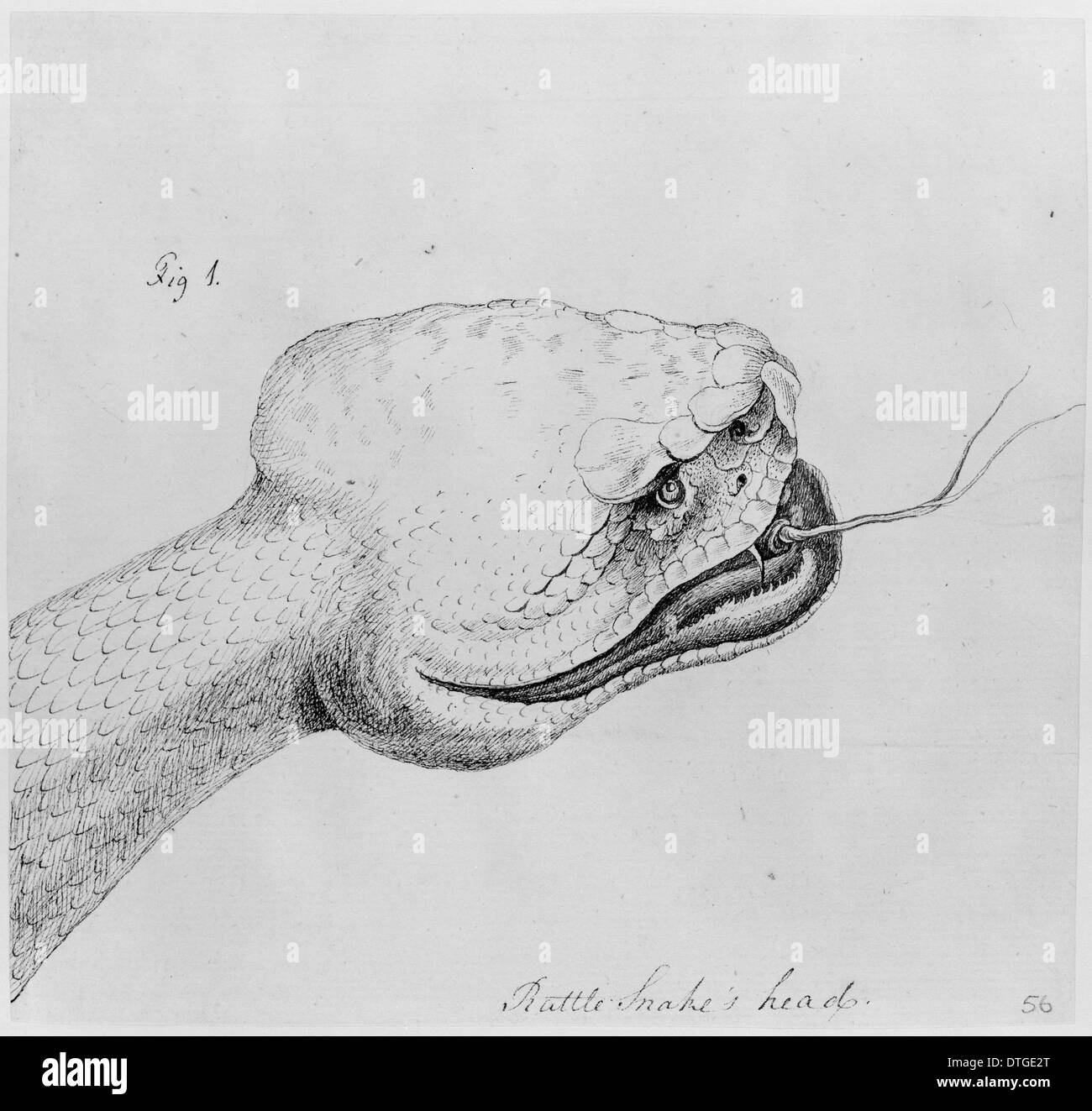 Crotalus adamanteus, Eastern diamondback rattlesnake Foto Stock