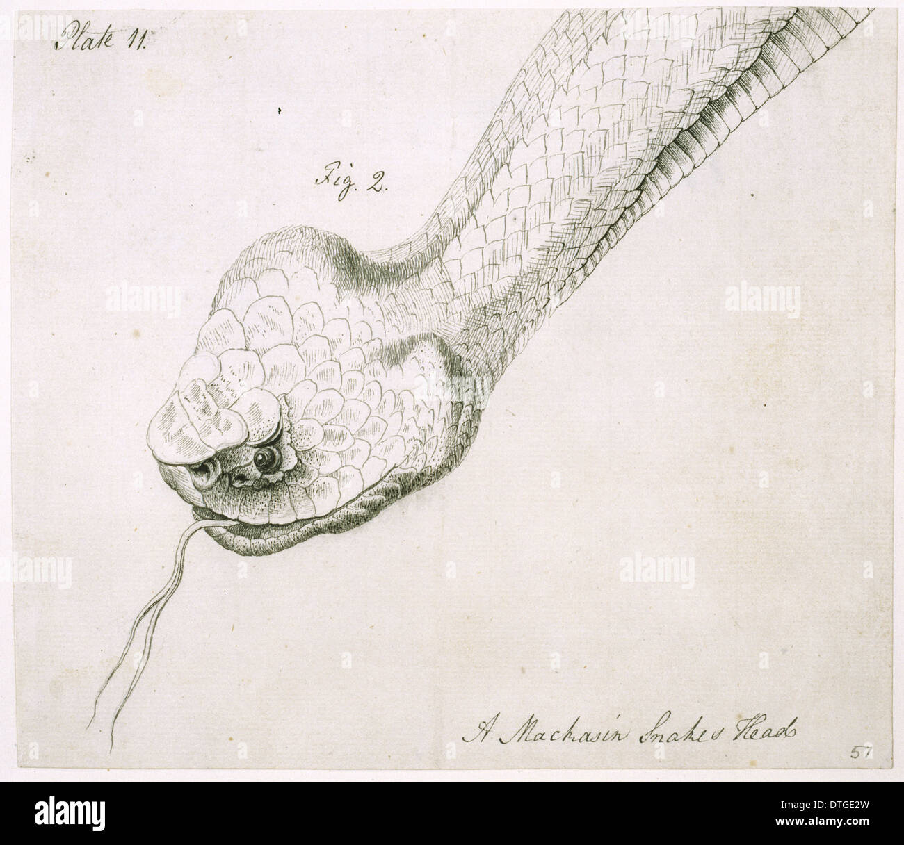 Agkistrodon piscivorus, cottonmouth snake Foto Stock