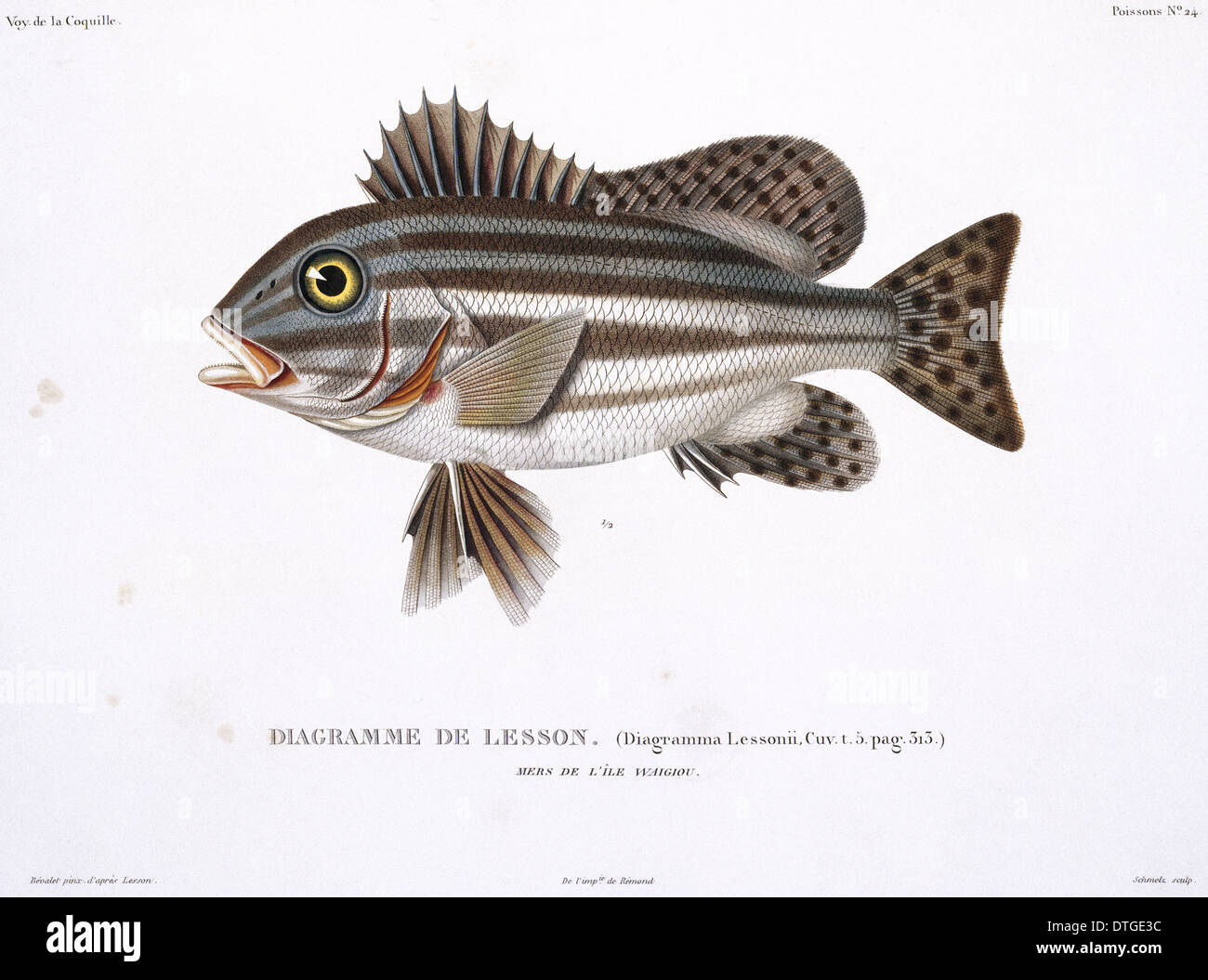 La piastra 24 da Louis-Isidore Duperrey Foto Stock