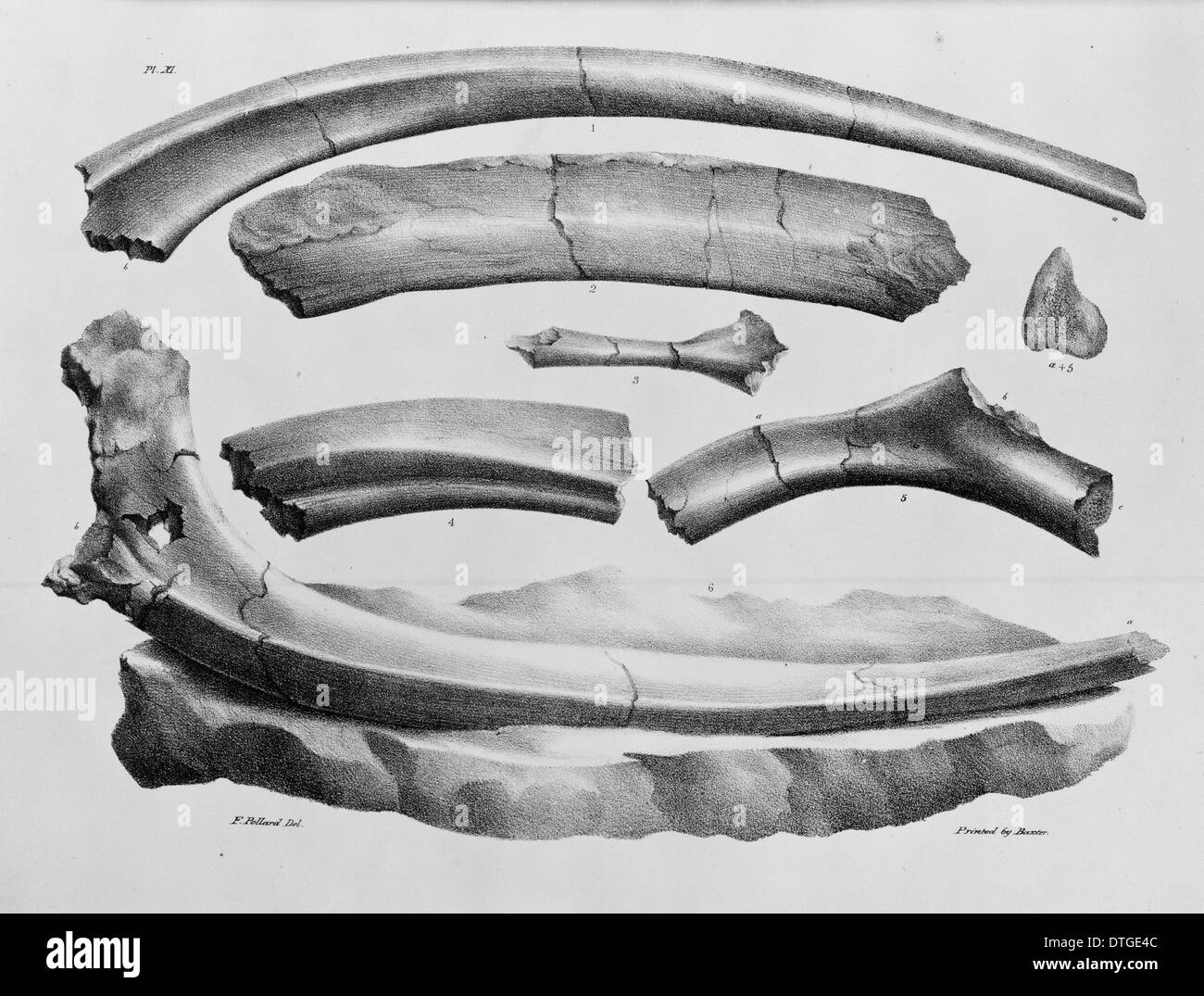 La piastra 11. Mantell "Geologia del Sussex' Foto Stock