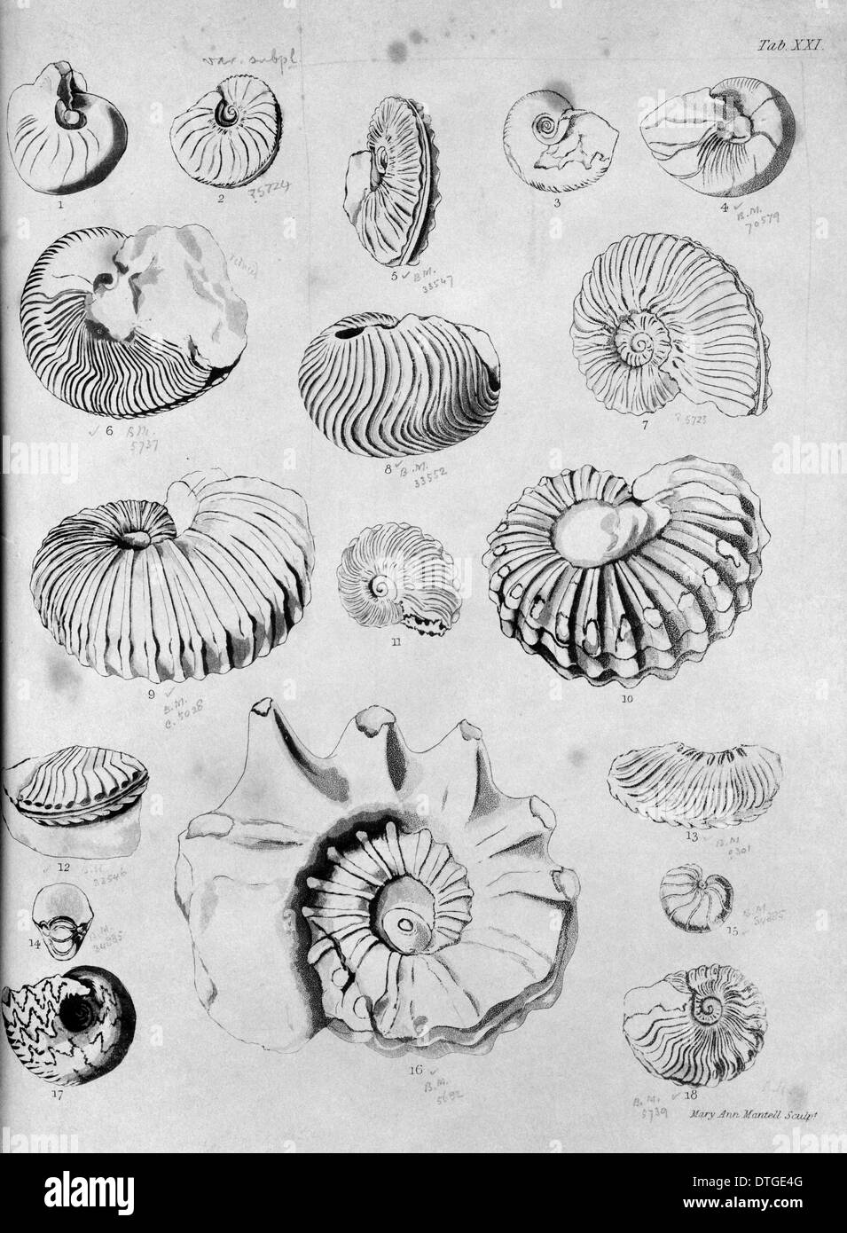 Collezione di fossili di molluschi Foto Stock