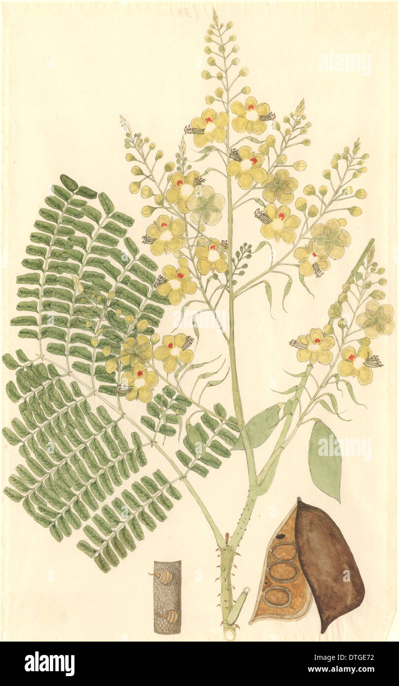 Caesalpinia sappan, Indian redwood Foto Stock
