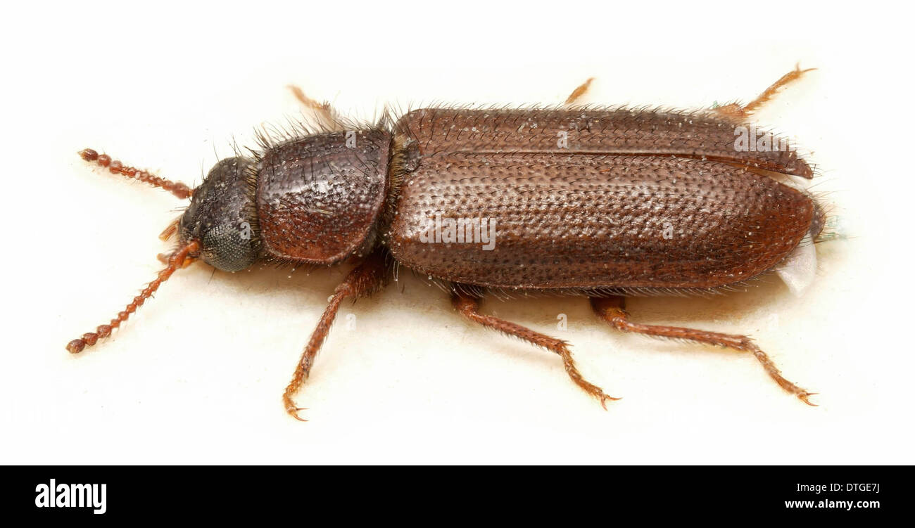 Acanthocnemus nigricans (Speranza), piccolo coleottero di cenere Foto Stock