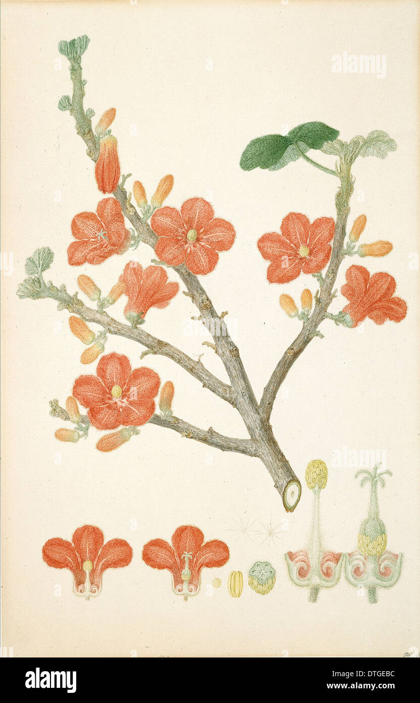 Brachychiton paradoxus, rosso-kurrajong fiorito Foto Stock