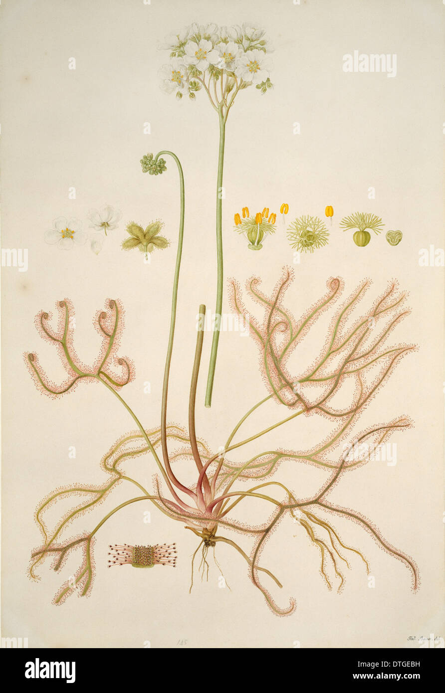 Drosera binata, sundew a forcella Foto Stock