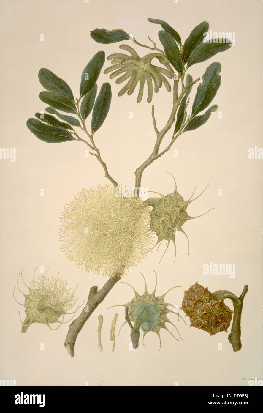 Eucalipto lehmanni, folte yate Foto Stock