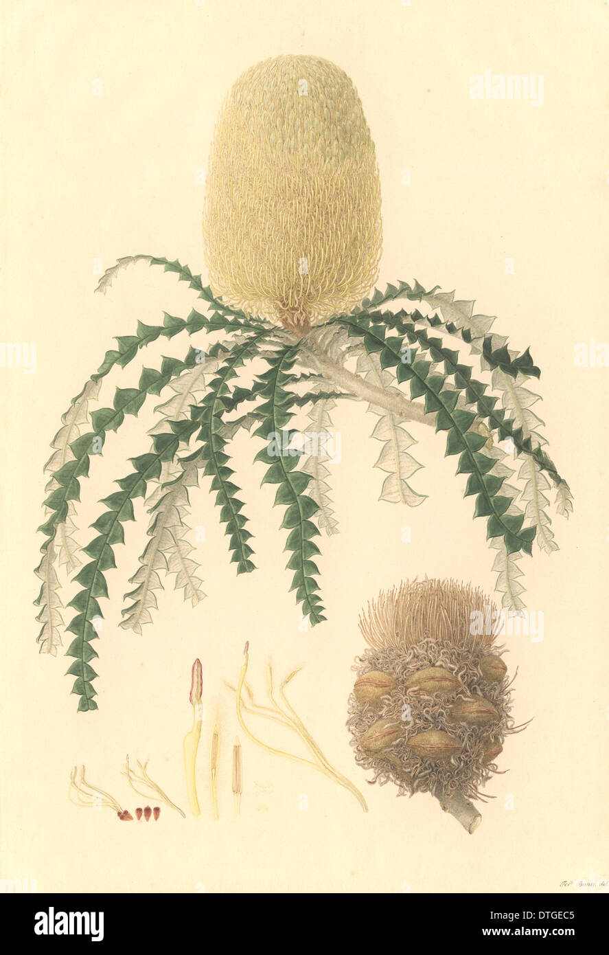Banksia speciosa, vistosi banksia Foto Stock