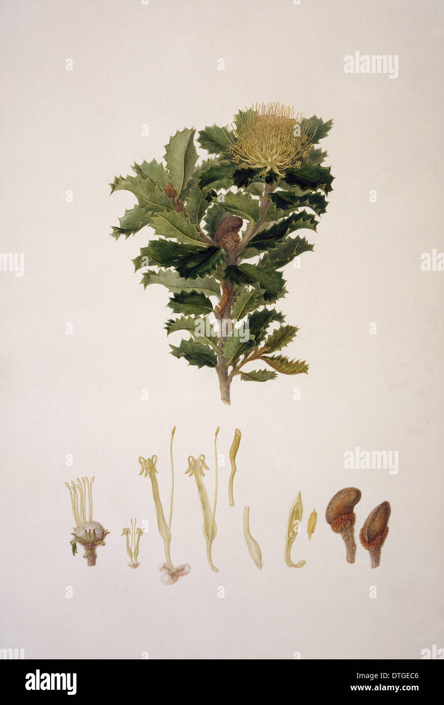 Banksia ilicifolia, holly-lasciava banksia Foto Stock