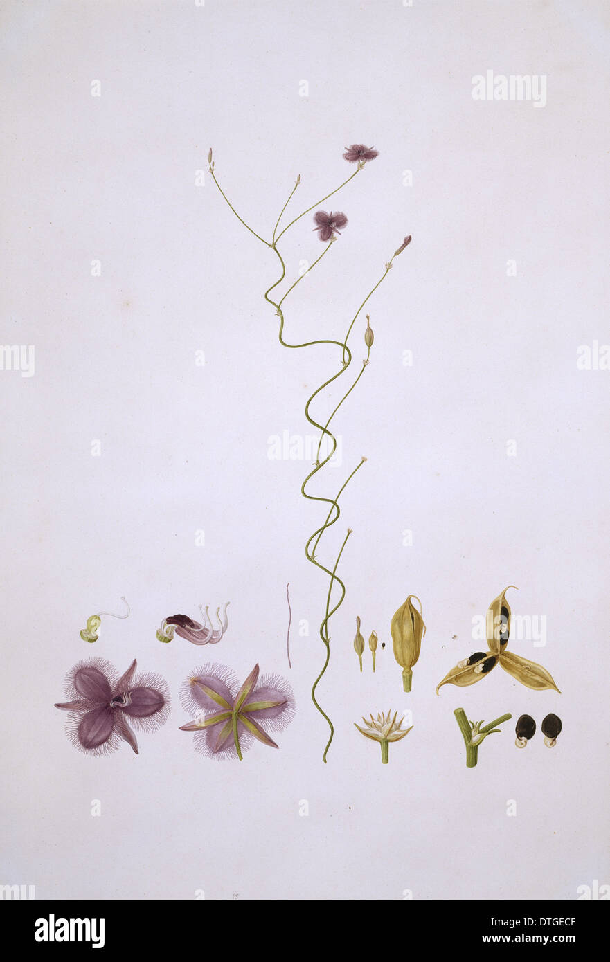 Thysanotus patersonii, twining fringe-lily Foto Stock