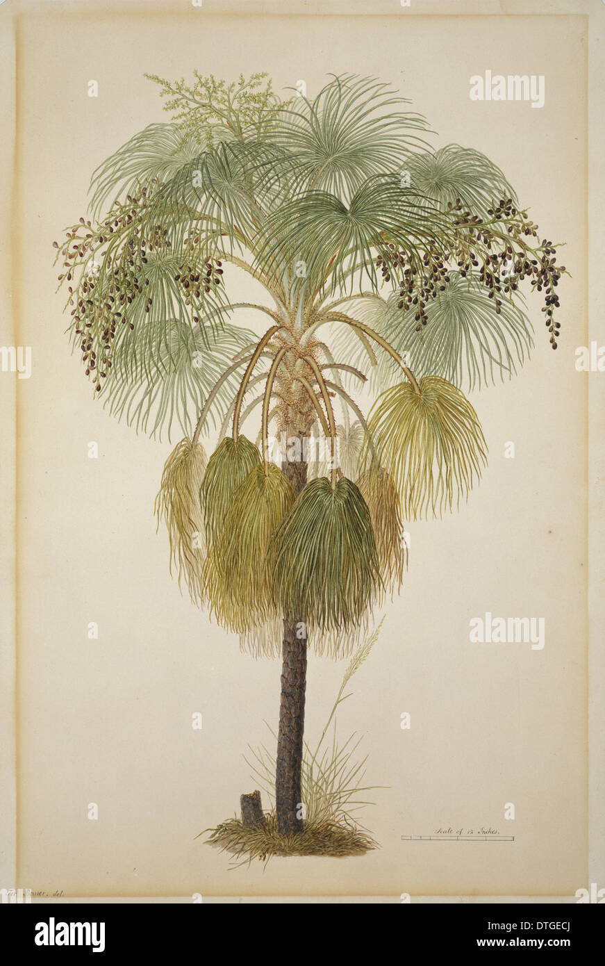 Livistona humilis, sabbia palm Foto Stock
