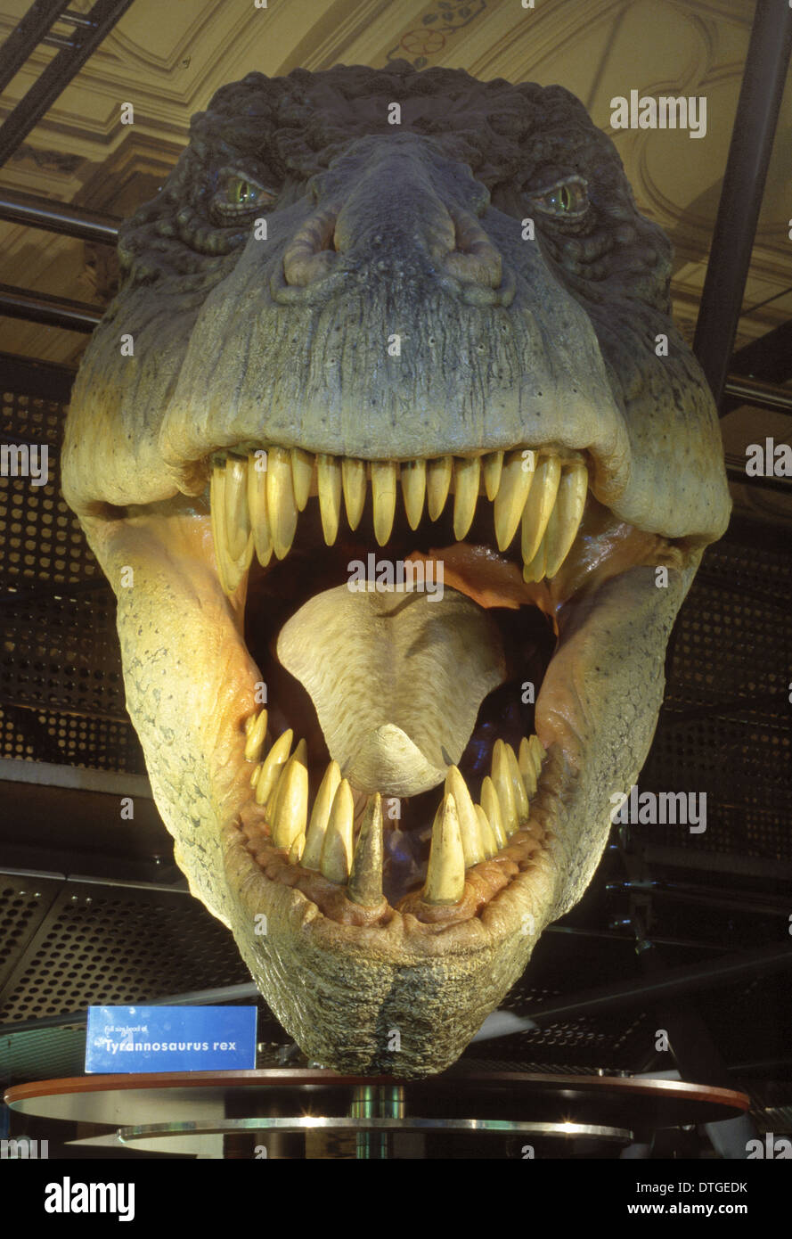Tyrannosaurus rex Foto Stock
