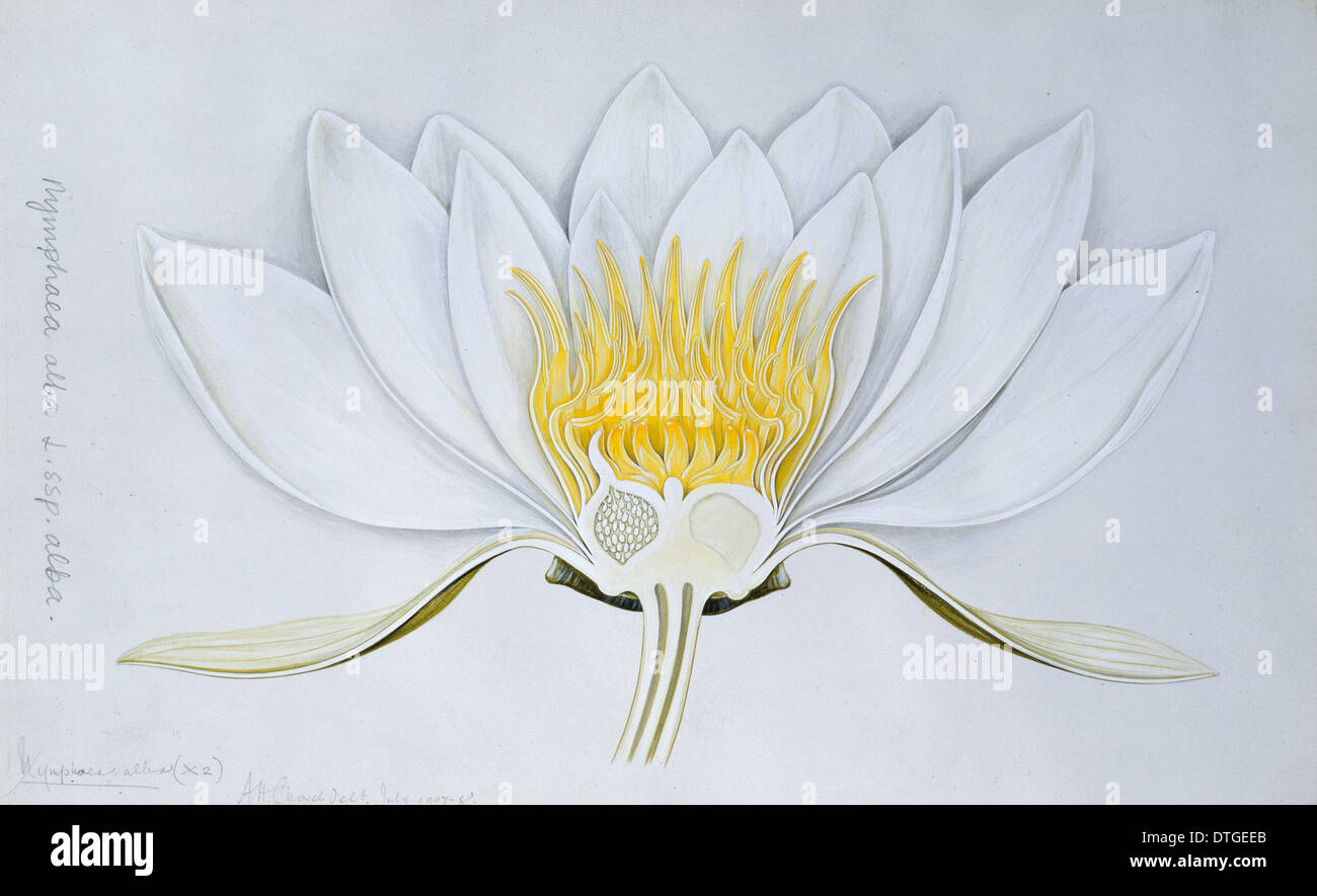 Nymphaea Rustica - Bianca - Pygmaea Alba - Azienda Agricola Tesi Fabio