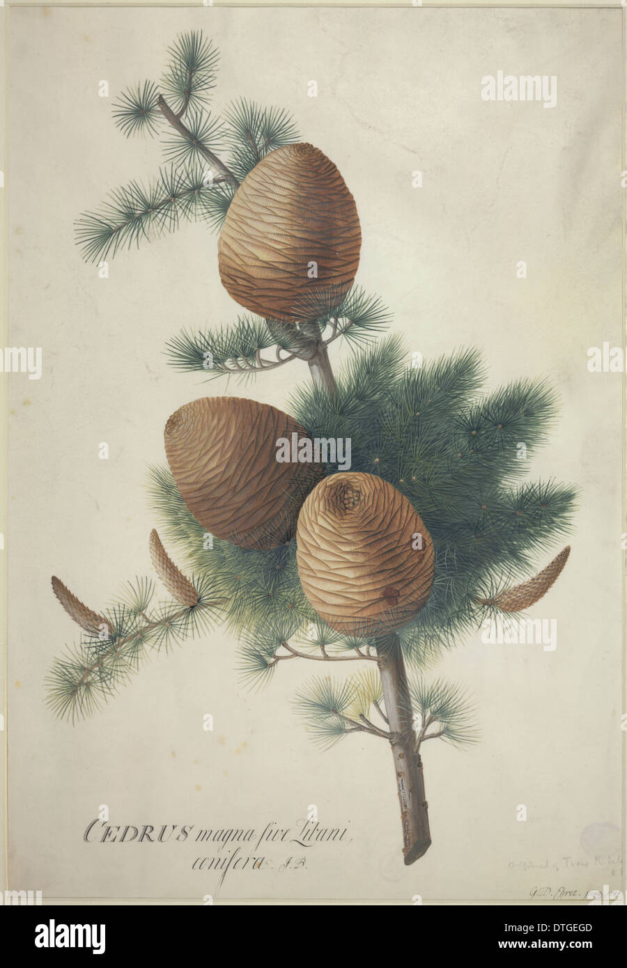 Cedrus libani e cedro del Libano Foto Stock