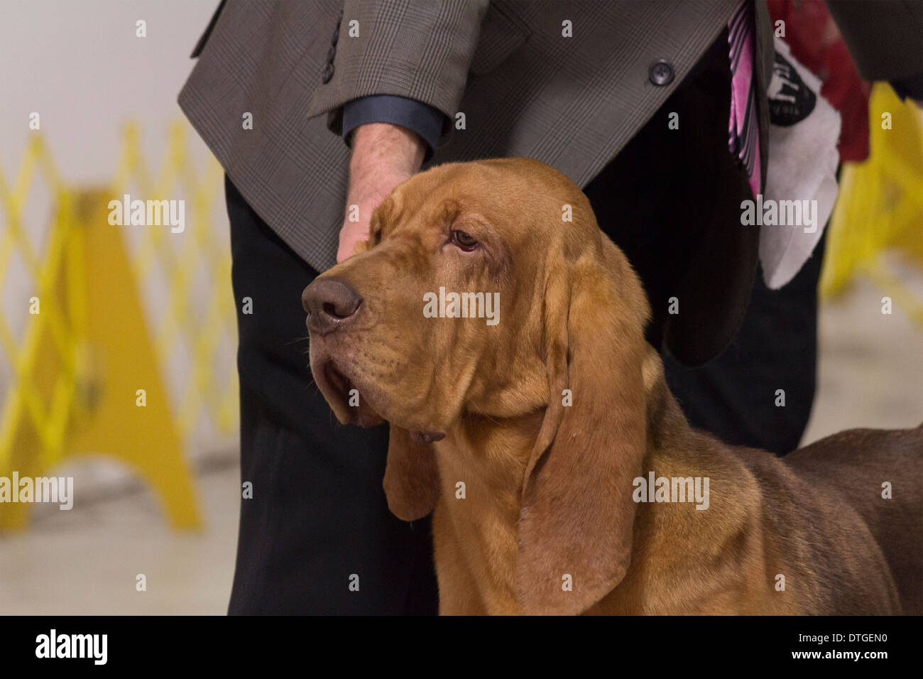 Bloodhound headshot in mostra anello all'Ontario Breeders Dog Show in Lindsay, Ontario Foto Stock