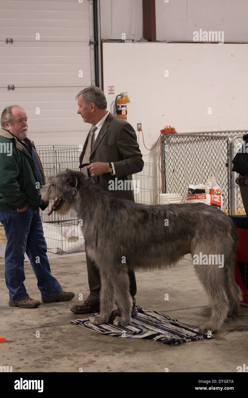 Irish Wolfhound aspettando il suo turno per lo spettacolo anello all'Ontario Breeders Dog Show in Lindsay, Ontario Foto Stock