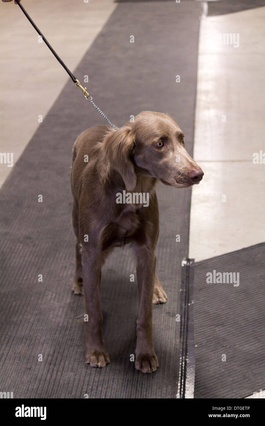 Capelli lunghi Weimaraner in show ring a Ontario Breeders Dog Show in Lindsay, Ontario Foto Stock