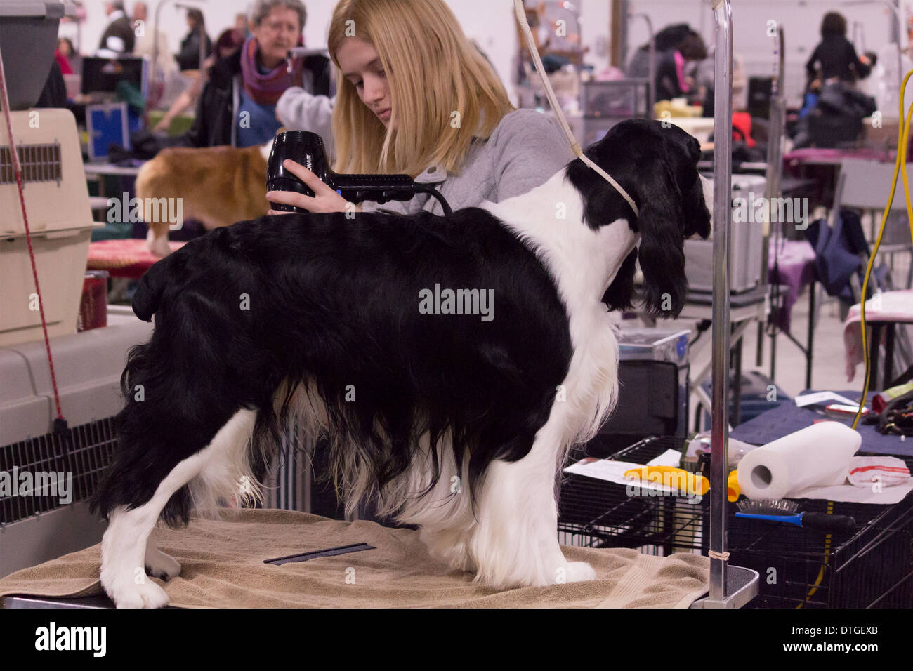 English Springer Spaniel ottenendo un colpo secco sulla toelettatura tabella in Ontario Breeders Dog Show in Lindsay, Ontario Foto Stock