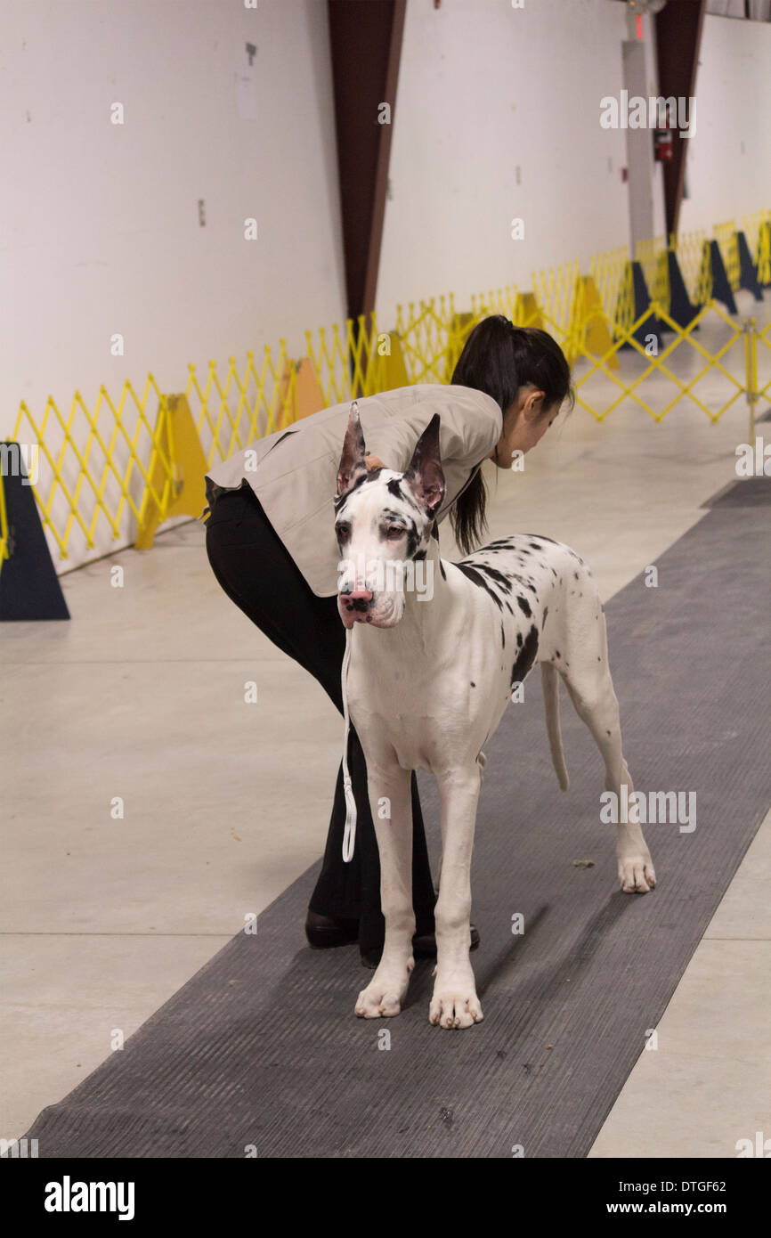 Harlequin Great Dane essendo impostato dal proprietario in mostra anello all'Ontario Breeders Dog Show in Lindsay, Ontario Foto Stock