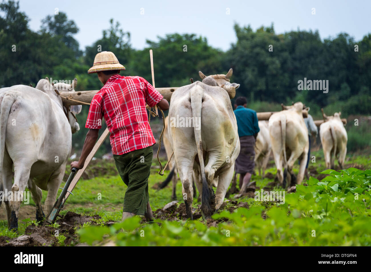 MANDALAY, MYANMAR - CIRCA NEL DICEMBRE 2013: gli agricoltori arando un campo da buffalo nella campagna vicino a Amarpura in Myanmar Foto Stock