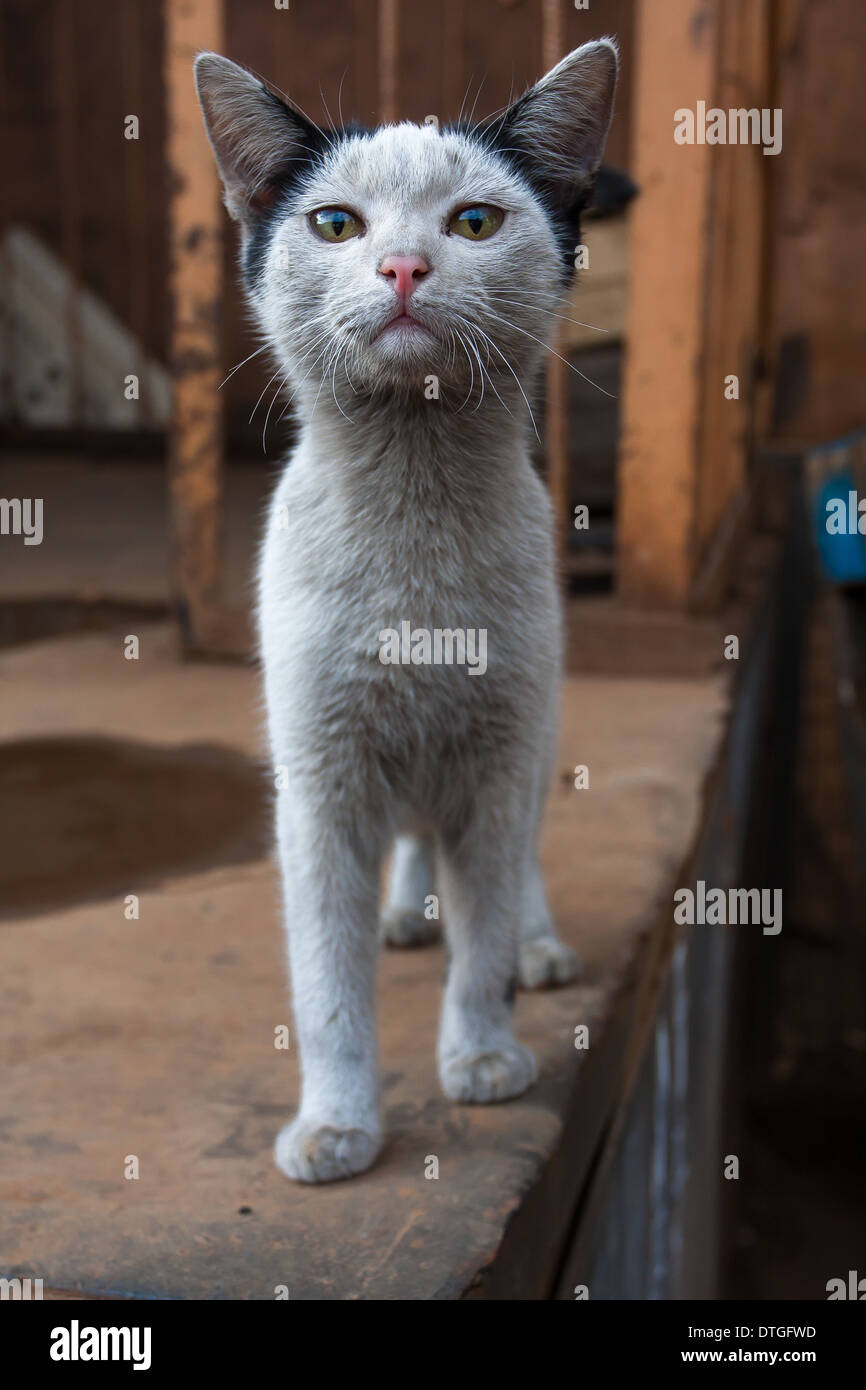 Gatto sporco immagini e fotografie stock ad alta risoluzione - Alamy