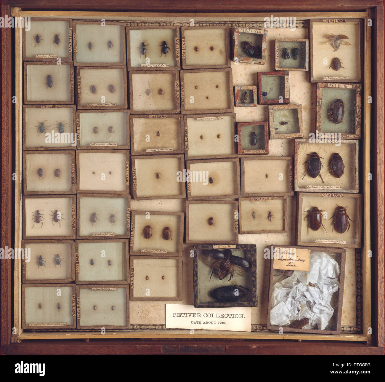 Coleotteri da Giuseppe Dandridge della collezione Foto Stock