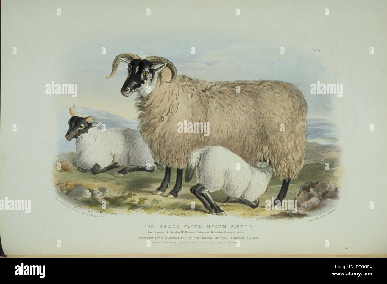Ovis aries, pecore Foto Stock