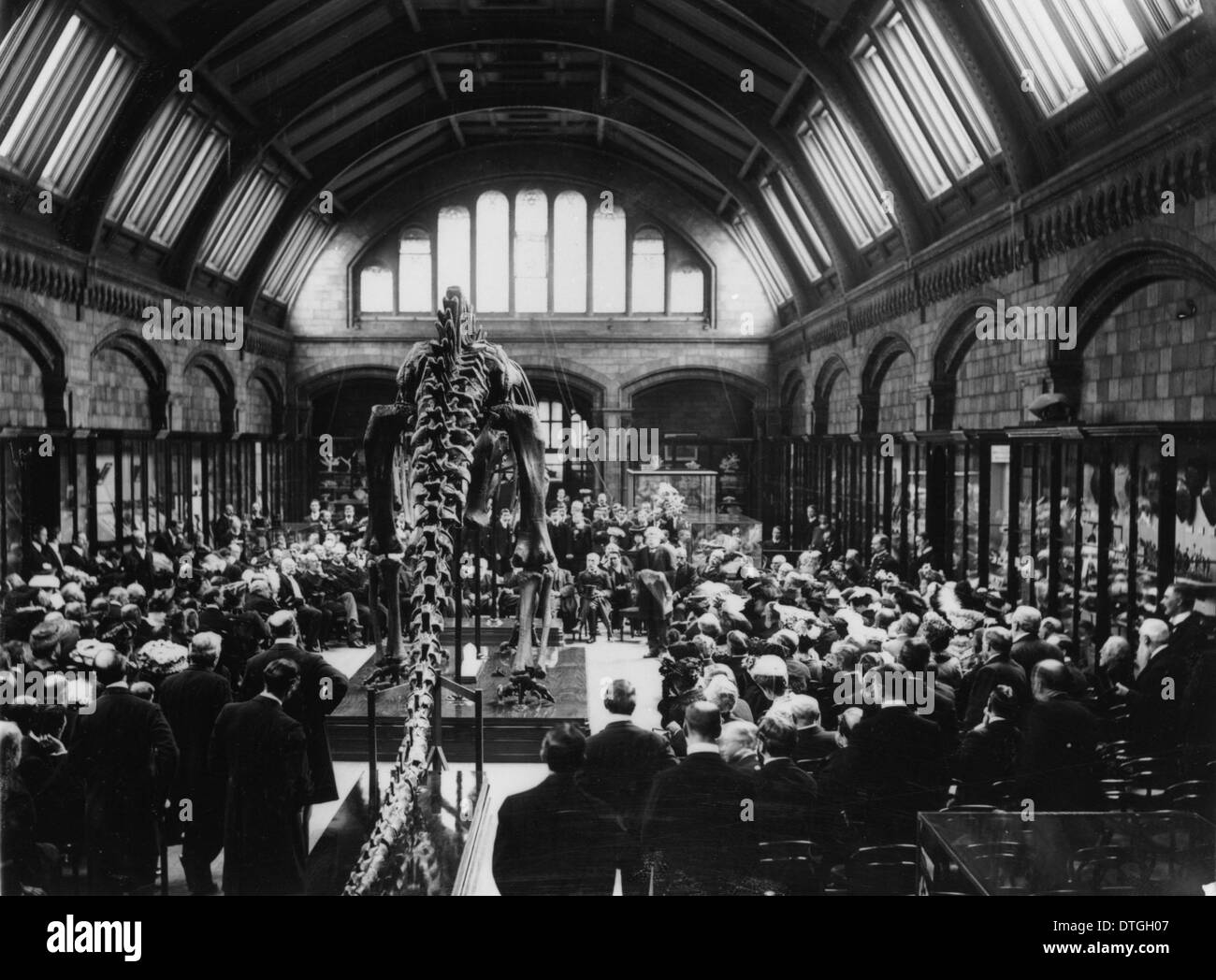 Diplodocus carnegii, presentata dal sig. Andrew Carnegie e svelato da Lord Avebury. 12 Maggio, 1905. Foto Stock