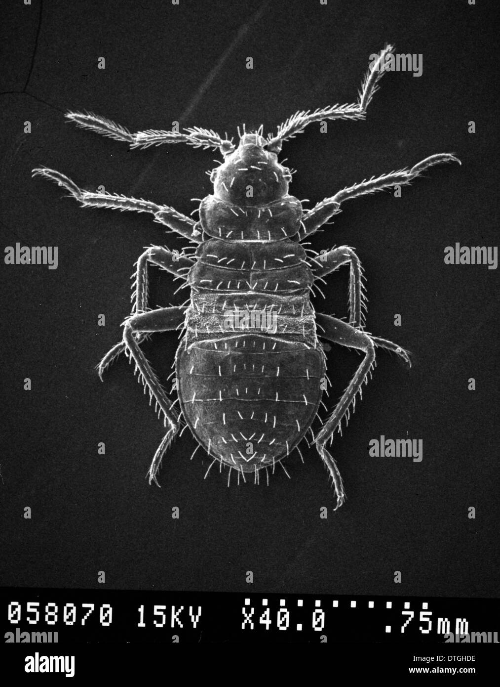 Lepinotus reticulatus, bed bug Foto Stock