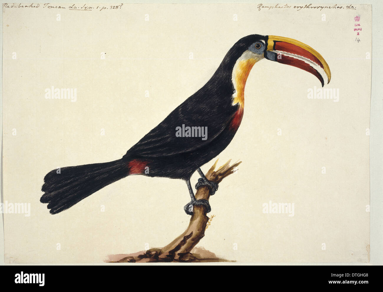 Ramphastos tucanus, bianco-throated toucan Foto Stock