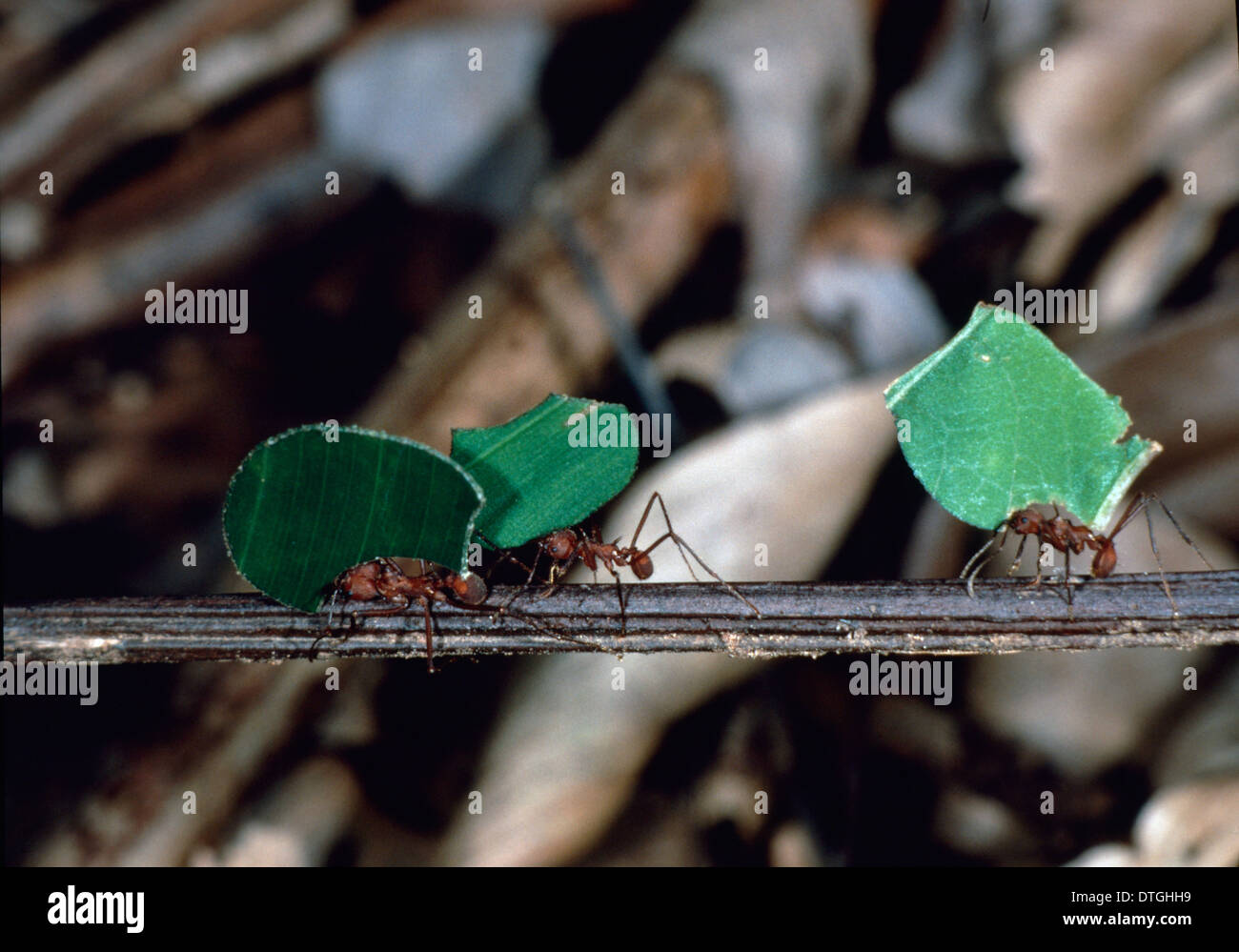 Foglia-cutter formiche che trasportano pezzi di foglia Foto Stock