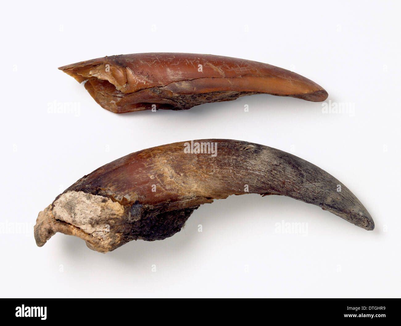 Darwinii Mylodon, massa bradipo toenails Foto Stock