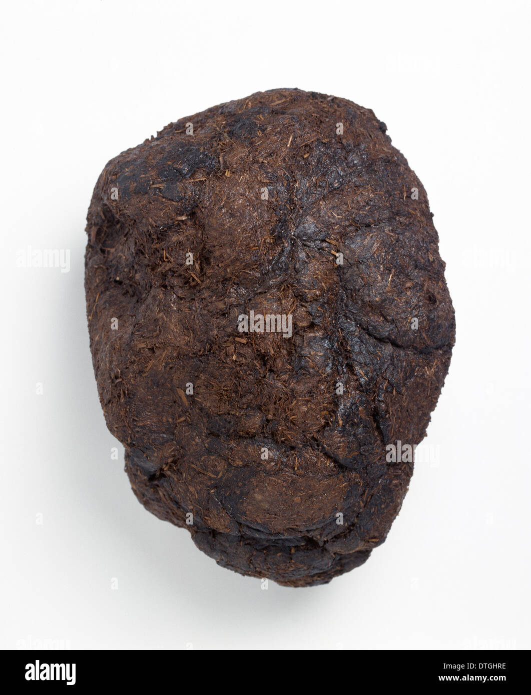 Massa bradipo pollina o coprolite Foto Stock