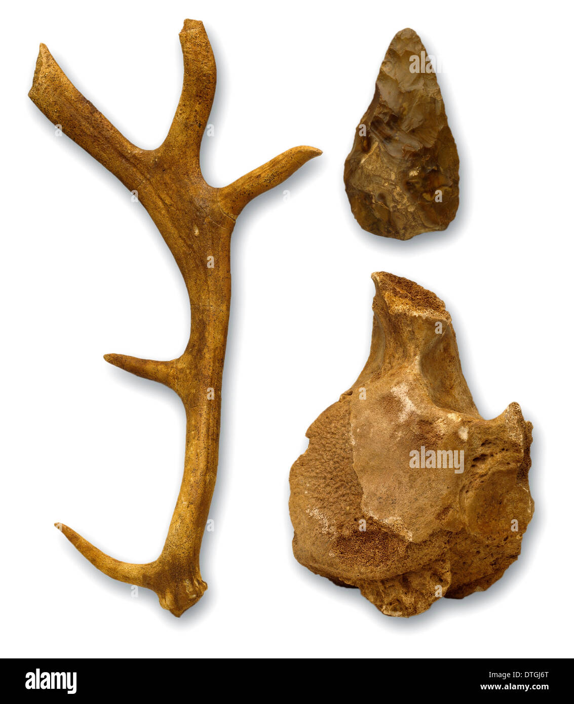 Hoxnian anters, ossa & mano ax da Swanscombe Foto Stock