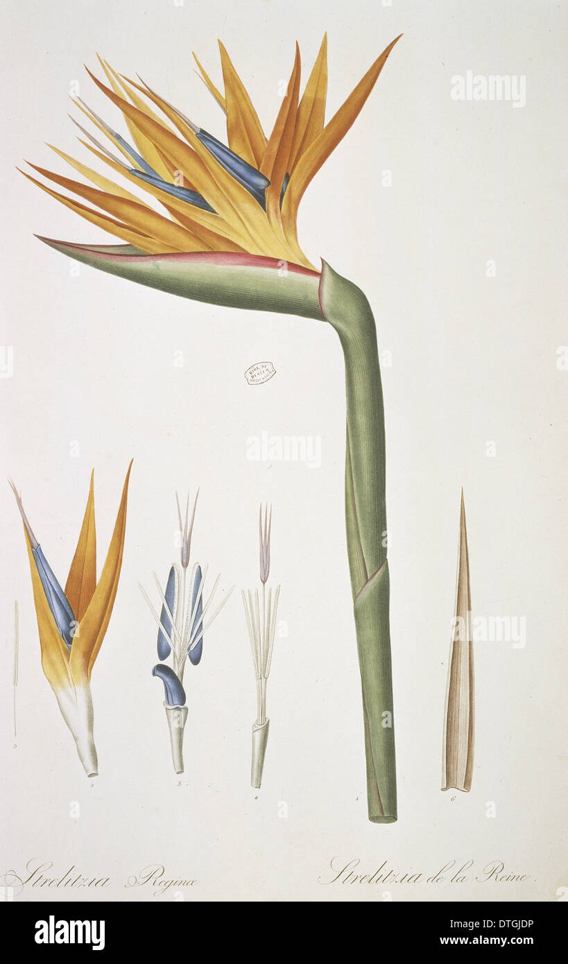 Strelitzia reginae, uccello del paradiso Foto Stock