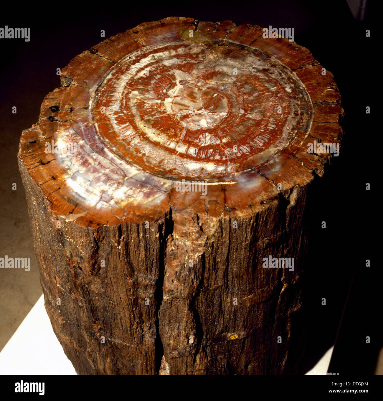 Legno fossile Foto Stock
