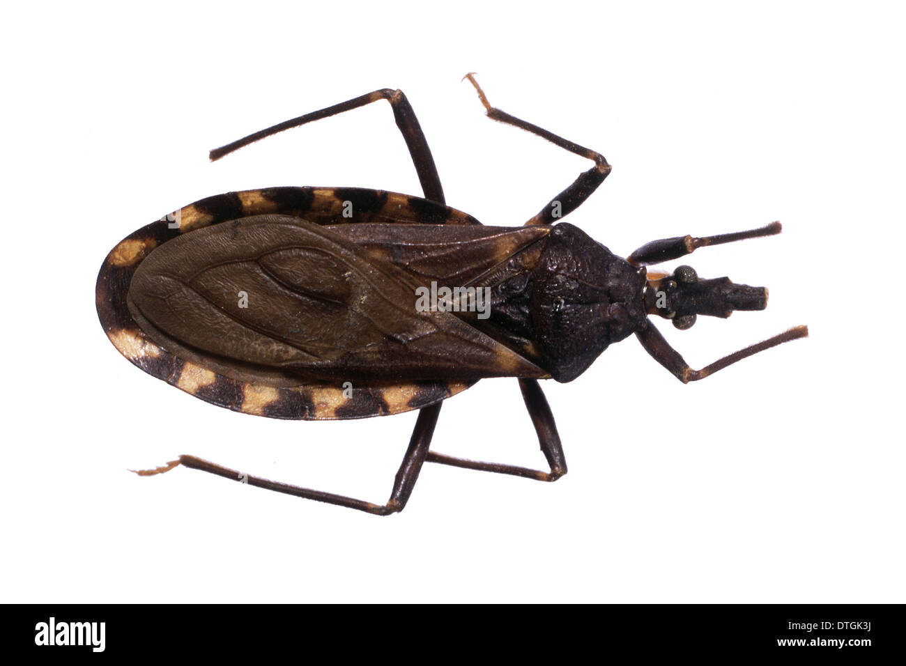 Triatoma infestans, kissing bug Foto Stock