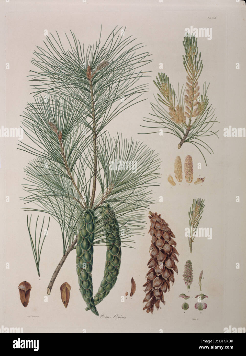 Pinus strobus L., Weymouth o pino bianco Foto Stock