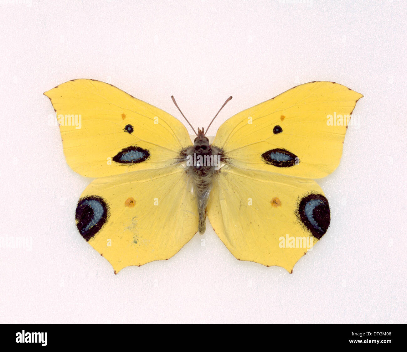 Papilio ecclipsis, hoax specie di farfalle Foto Stock