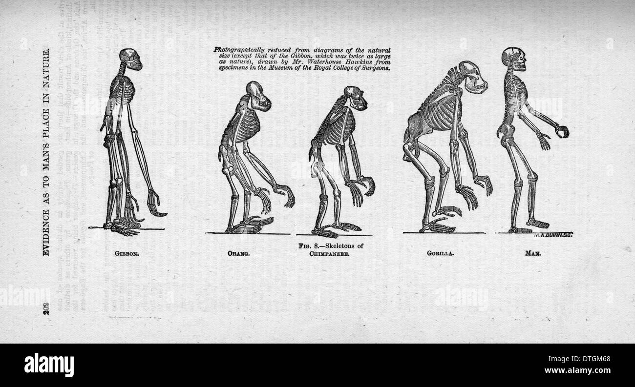 Hylobates sp., pongo pygmaeus, Pan troglodytes, Gorilla gorilla e Homo sapiens Foto Stock