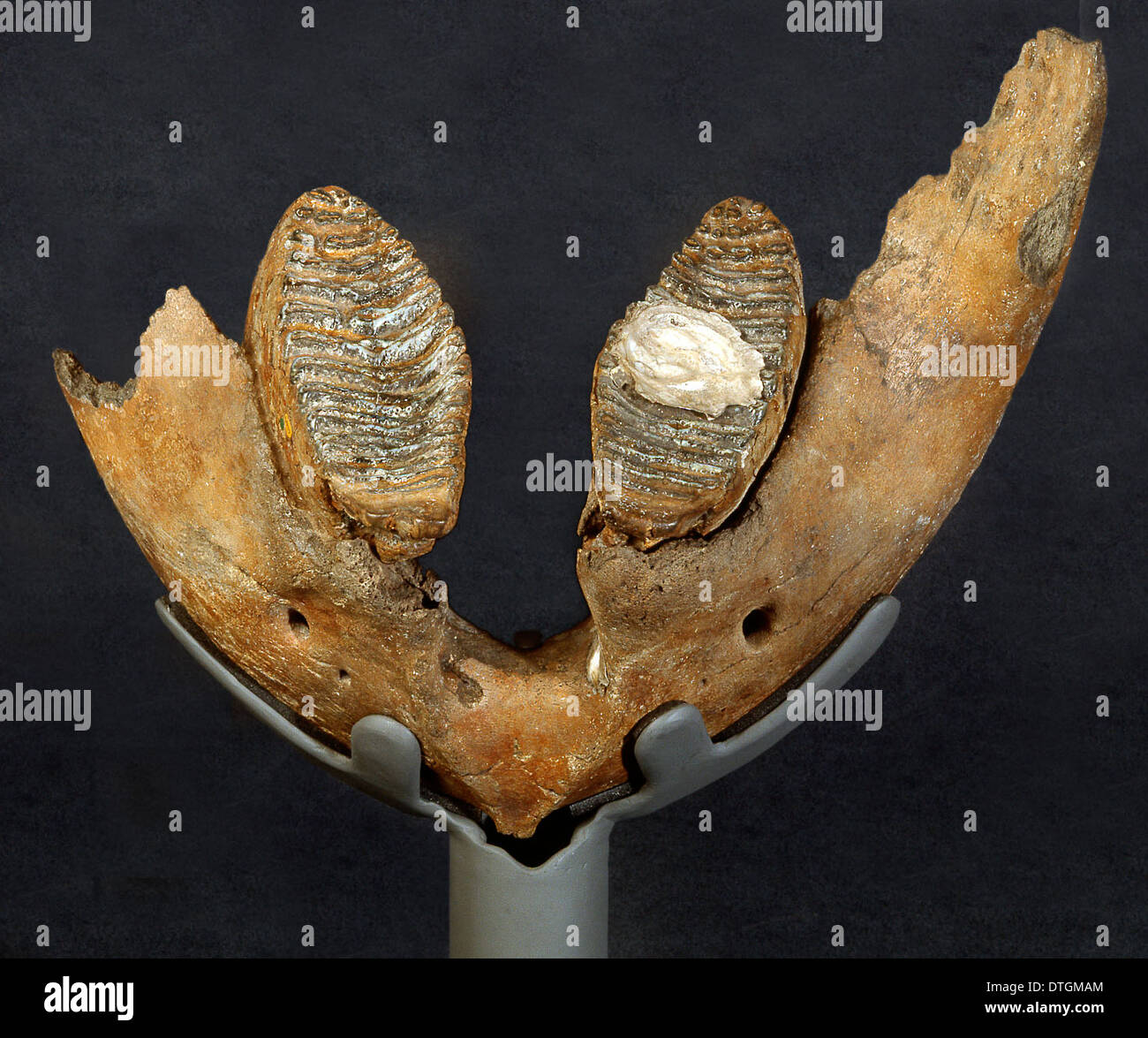 Mammuthus primigenus, mammut lanosi ganascia Foto Stock